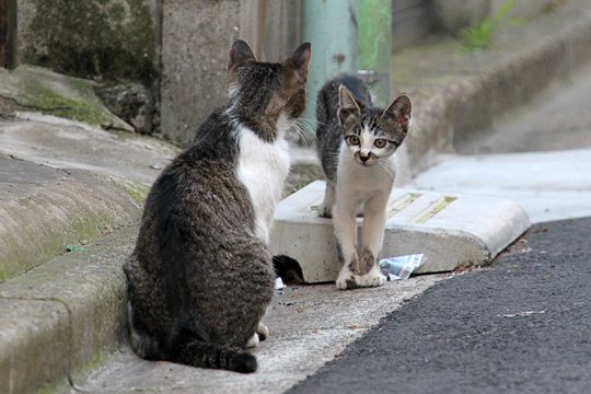 街のねこたち