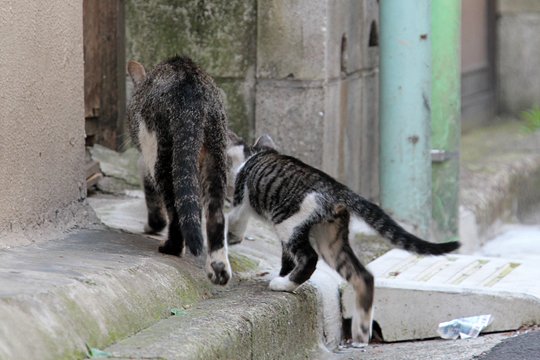 街のねこたち