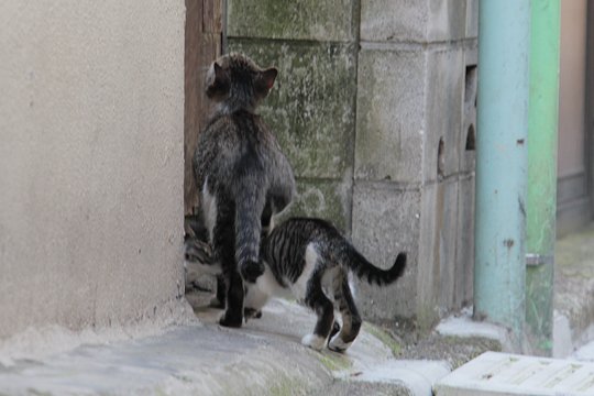 街のねこたち