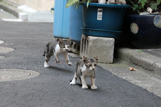 街のねこたち
