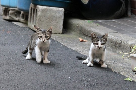 街のねこたち