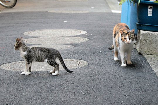 街のねこたち