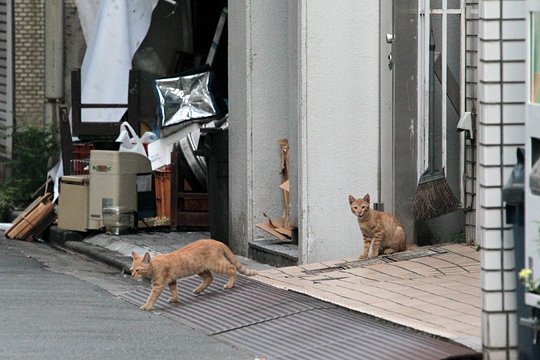 街のねこたち