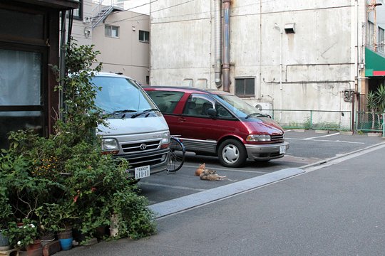 街のねこたち