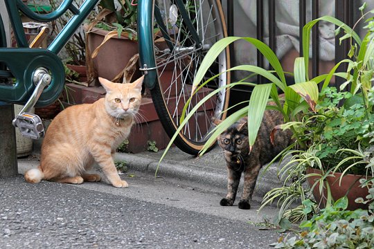 街のねこたち