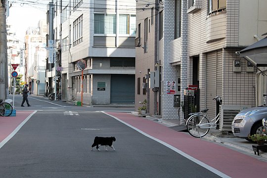 街のねこたち