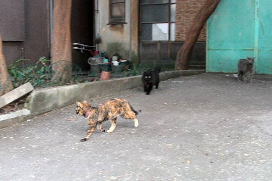 街のねこたち