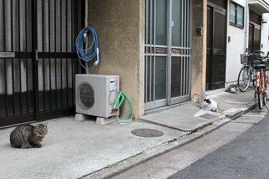街のねこたち