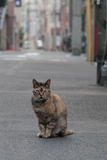 街のねこたち