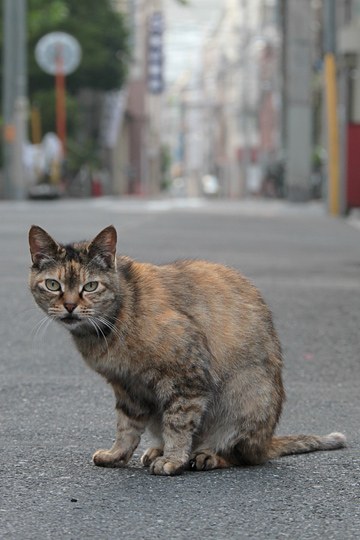 街のねこたち