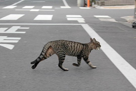 街のねこたち