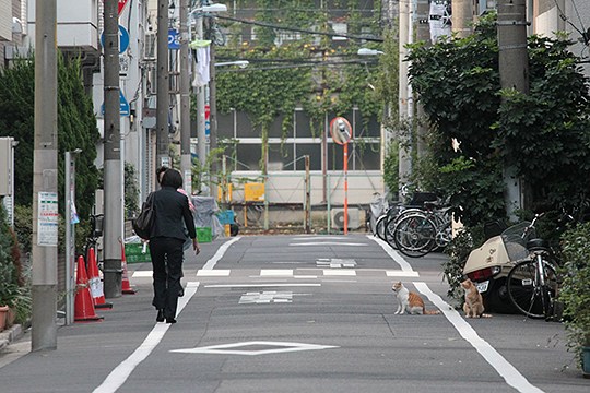 街のねこたち