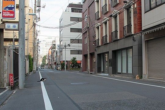 街のねこたち