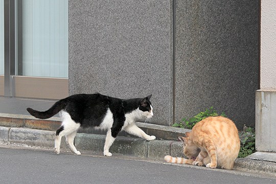 街のねこたち