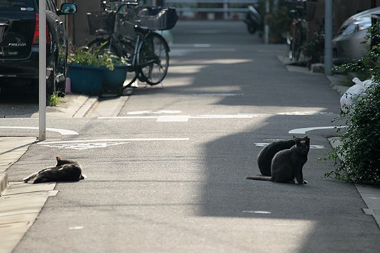 街のねこたち