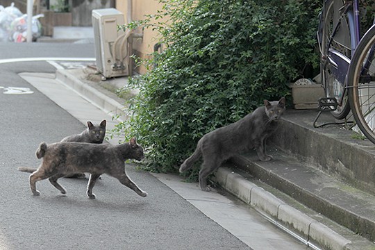 街のねこたち