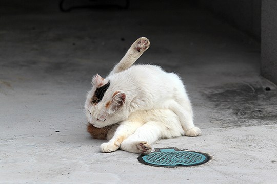 街のねこたち