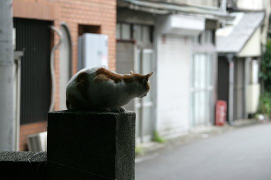 街のねこたち