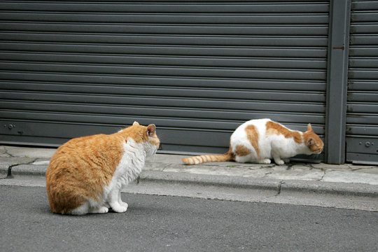 街のねこたち