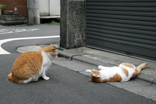 街のねこたち