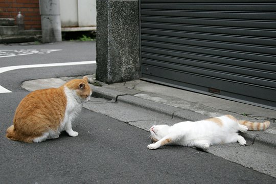 街のねこたち