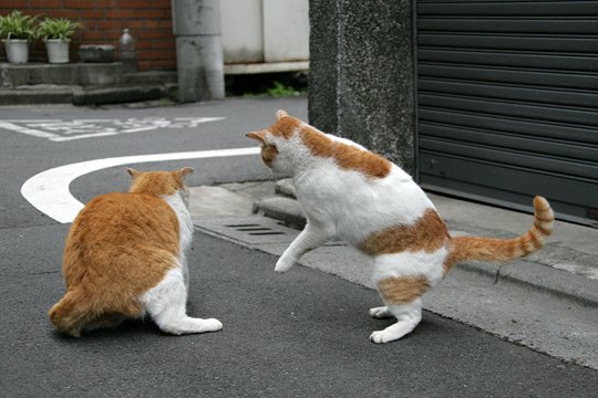 街のねこたち