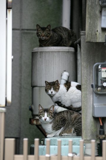 街のねこたち