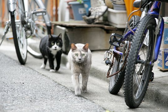 街のねこたち