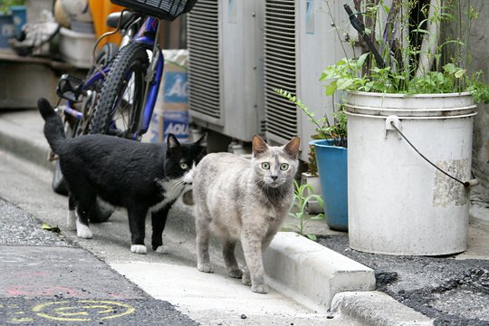 街のねこたち