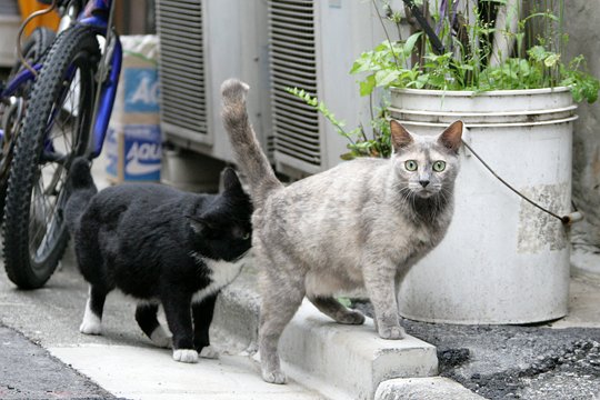 街のねこたち