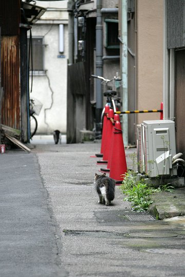 街のねこたち