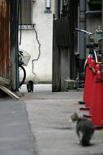 街のねこたち