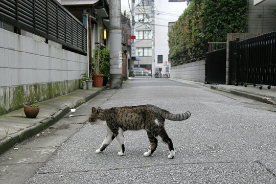 街のねこたち