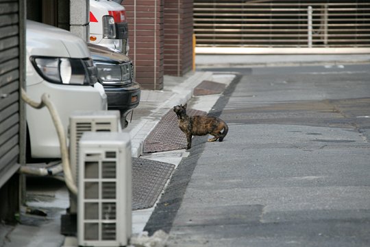 街のねこたち