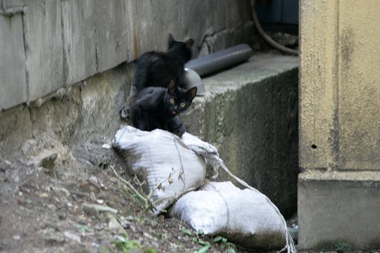 街のねこたち
