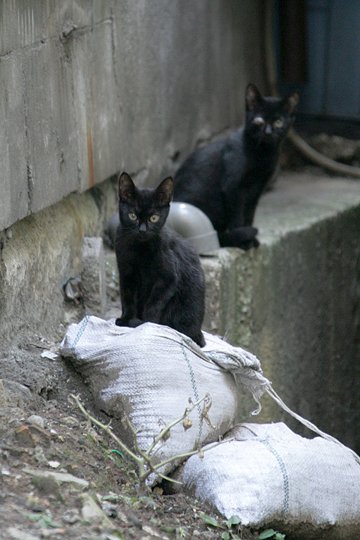 街のねこたち