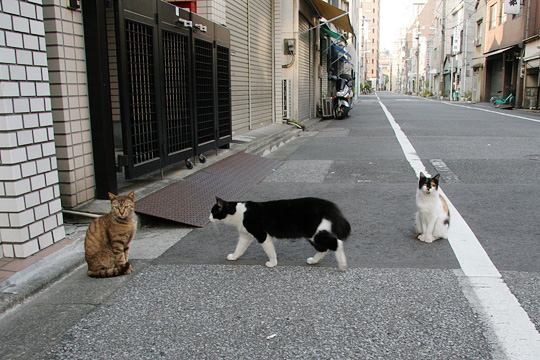 街のねこたち