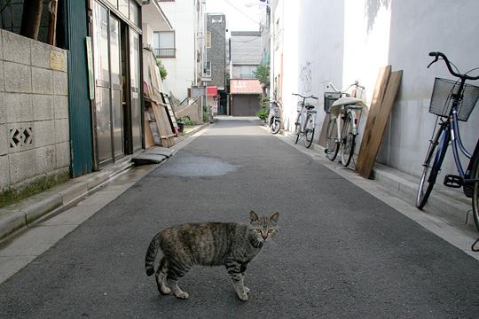 街のねこたち