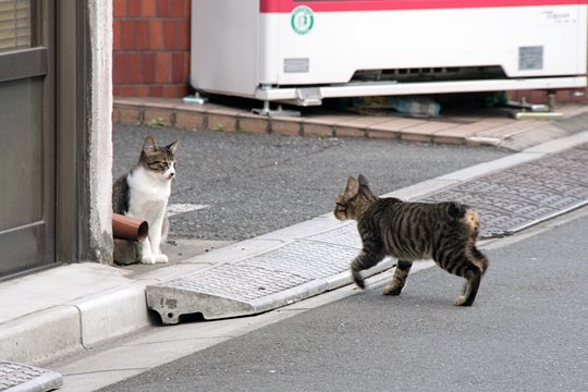 街のねこたち