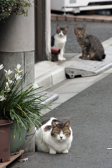 街のねこたち