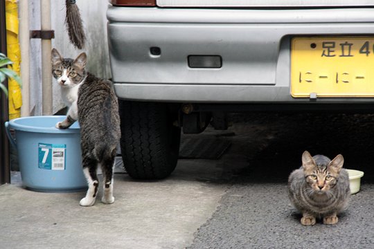 街のねこたち