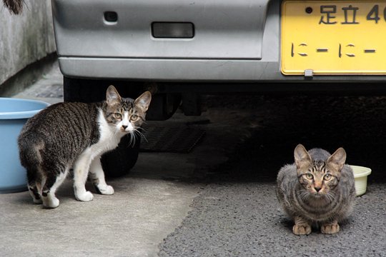 街のねこたち