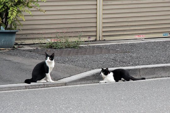 街のねこたち