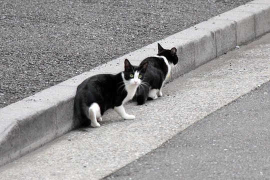 街のねこたち