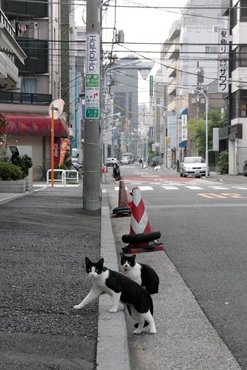 街のねこたち