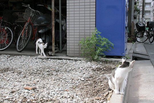 街のねこたち