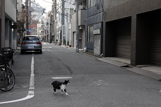 街のねこたち