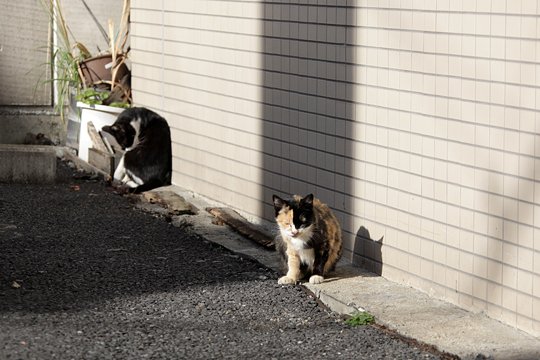 街のねこたち