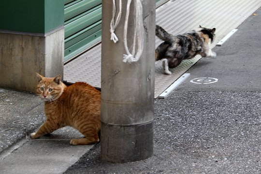 街のねこたち