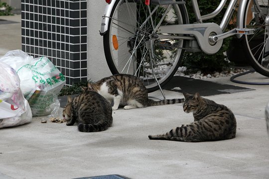 街のねこたち